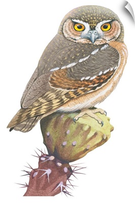 Elf Owl (Micrathene Whitneyi) Illustration