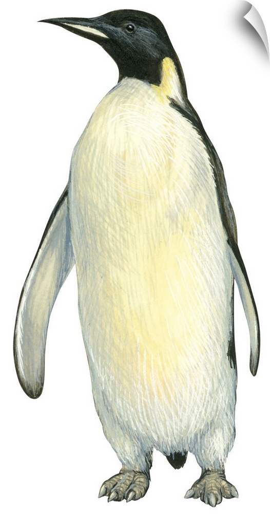 Educational illustration of the emperor penguin.