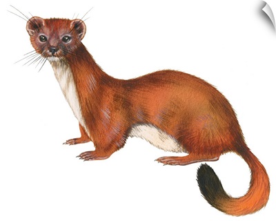 Ermine (Mustela), Weasel