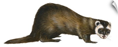 European Polecat (Mustela Putorius), Weasel