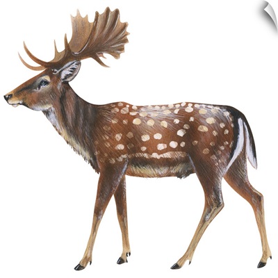 Fallow Deer (Dama Dama)