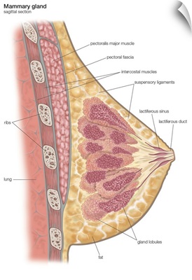 Female mammary gland. endocrine system