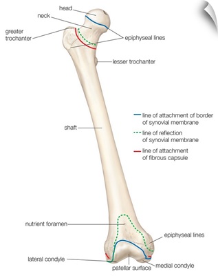 Femur - anterior view. skeletal system