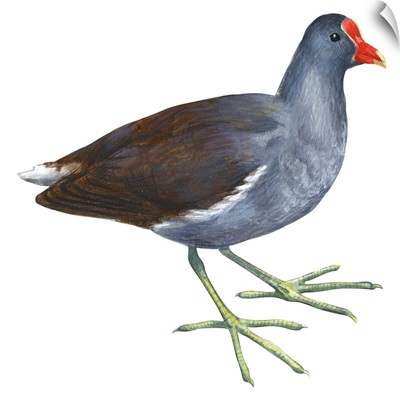 Florida Gallinule (Gallinula Chloropus) Illustration