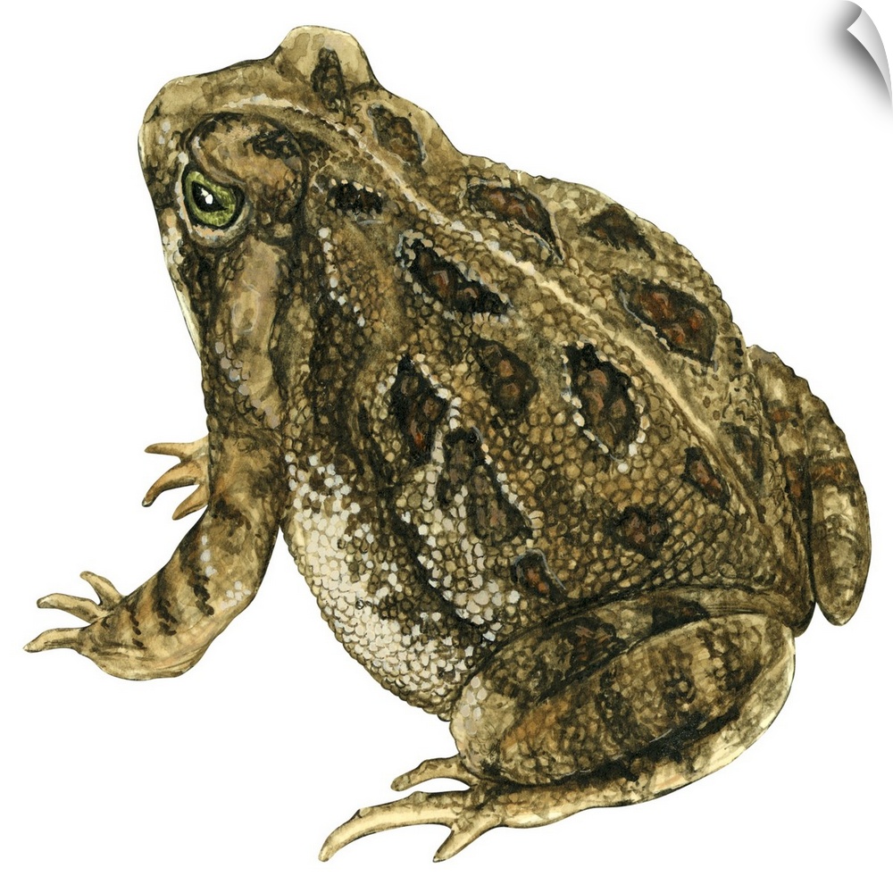 Educational illustration of the Fowler's toad.