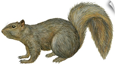 Fox Squirrel (Sciurus Niger)