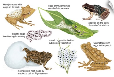 Frogs and their Eggs
