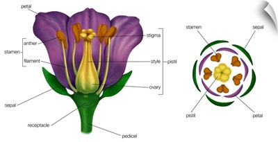 Generalized Flower And Arrangement Of Floral Parts At The Flower's Base