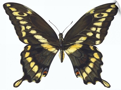 Giant Swallowtail (Papilio Cresphontes)