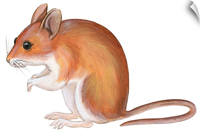 Golden Mouse (Peromyscus Nuttalli)