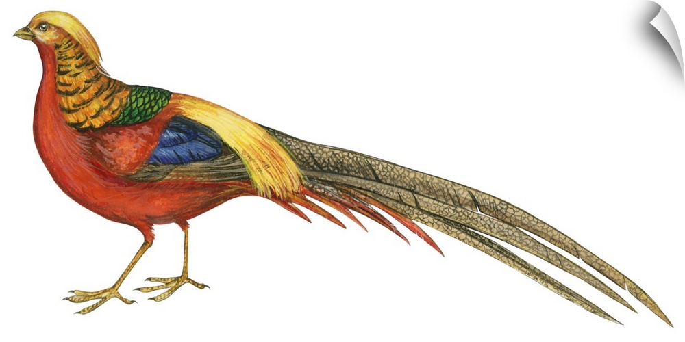 Educational illustration of the golden pheasant.