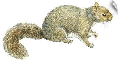 Gray Squirrel (Sciurus Carolinensis)