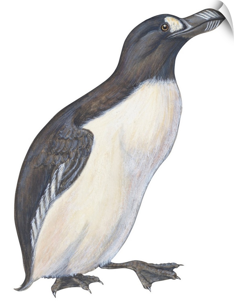 Educational illustration of the great auk.