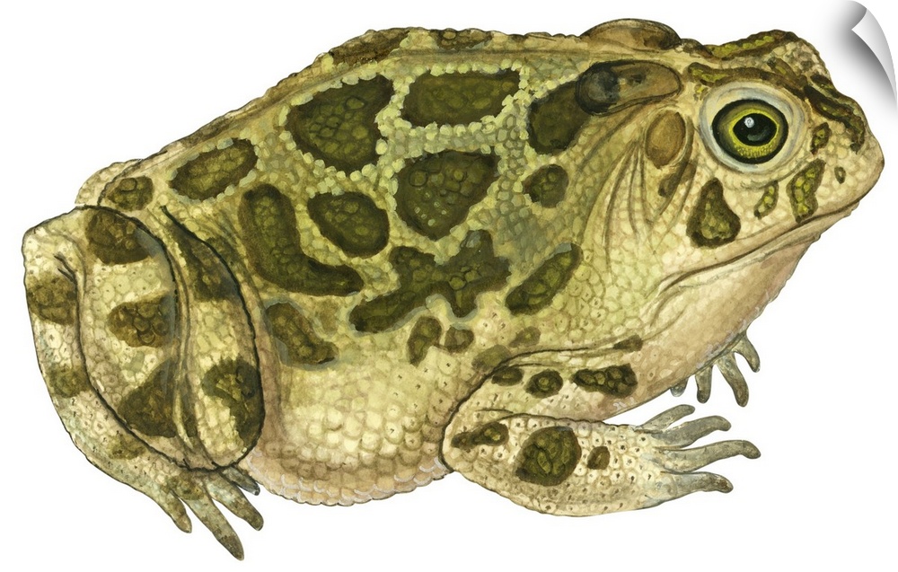 Educational illustration of the great plains toad.