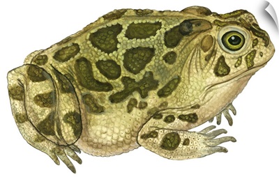Great Plains Toad (Bufo Cognatus) Illustration