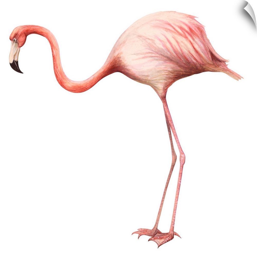 Educational illustration of the greater flamingo.