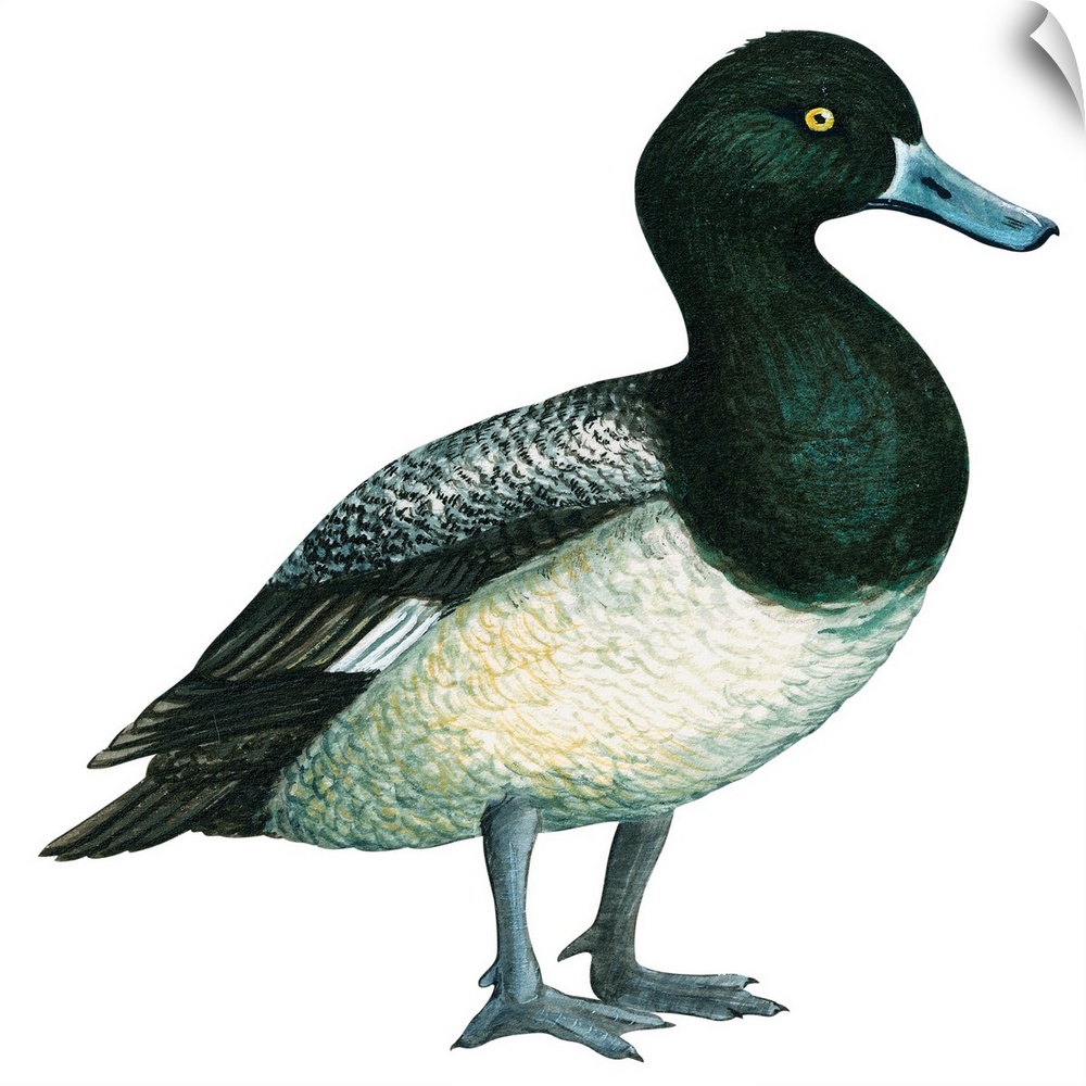 Educational illustration of the greater scaup.