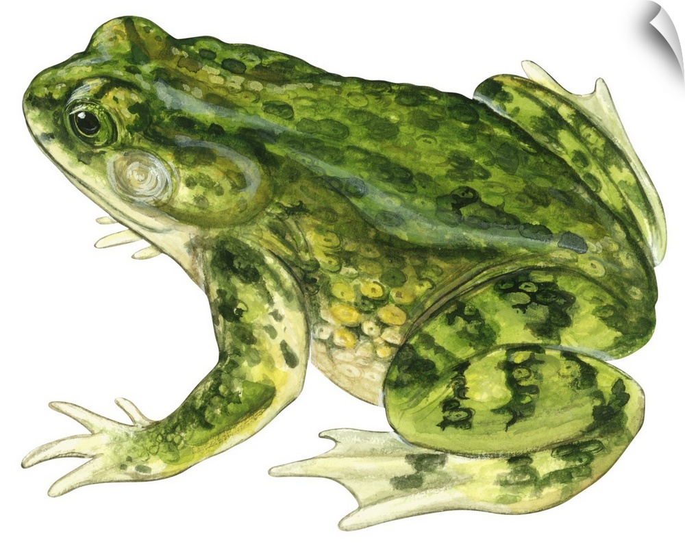 Educational illustration of the green toad.