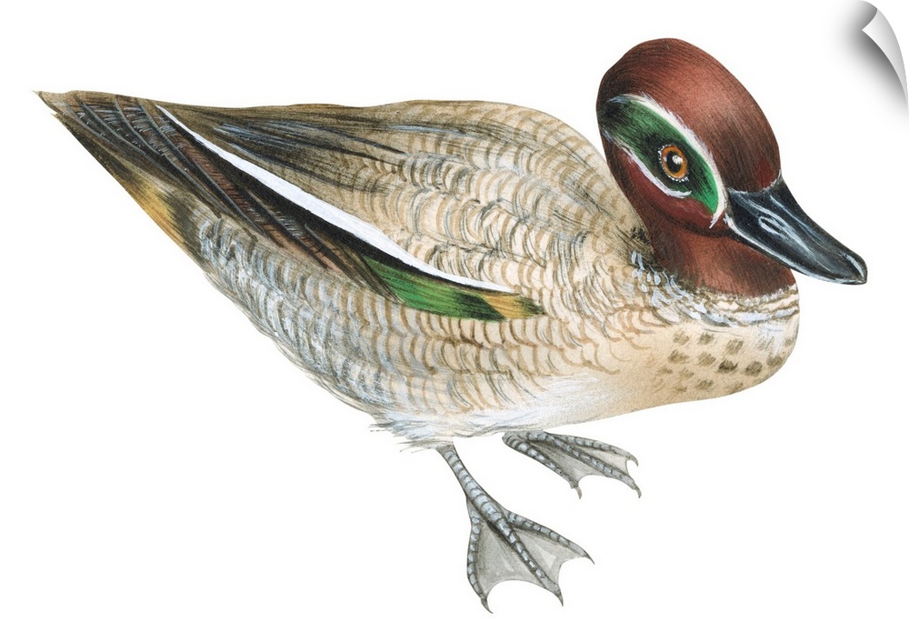 Educational illustration of the green winged-teal.
