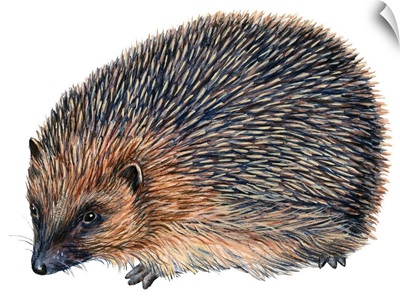 Hedgehog (Erinaceus Europaeus)