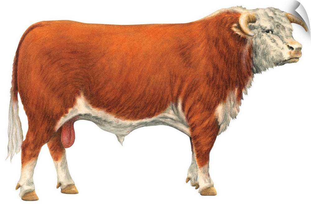 Hereford Bull, Beef Cattle