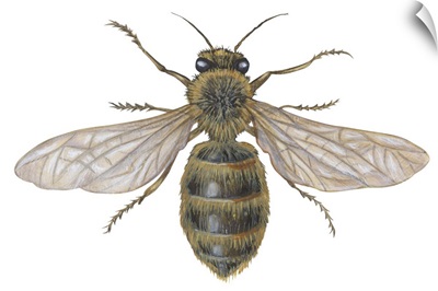 Honeybee (Apis Mellifica)