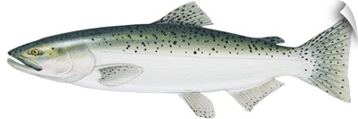 King Salmon (Oncorhynchus Tshawytscha)