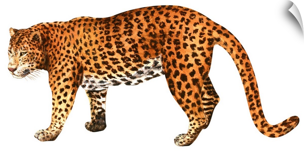 Leopard (Felis Pardus)