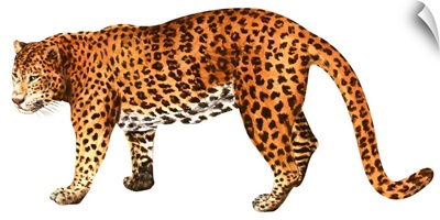 Leopard (Felis Pardus)