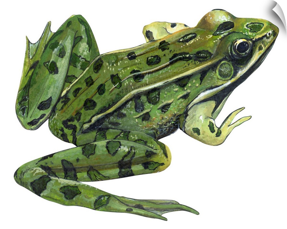 Educational illustration of the leopard frog.