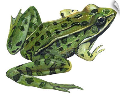 Leopard Frog (Rana Pipiens) Illustration