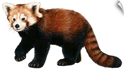 Lesser Panda (Aelurus Fulgens)
