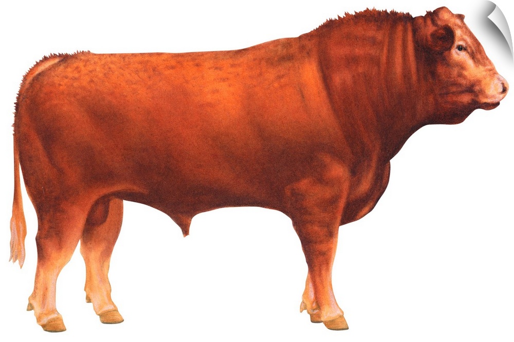 Limousin Bull, Beef Cattle