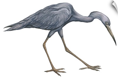 Little Blue Heron (Egretta Caerulea) Illustration