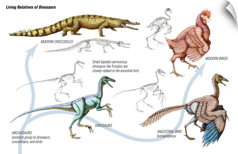 An educational poster from Encyclopaedia Britannica showing how birds and modern reptiles are descendants of dinosaurs.