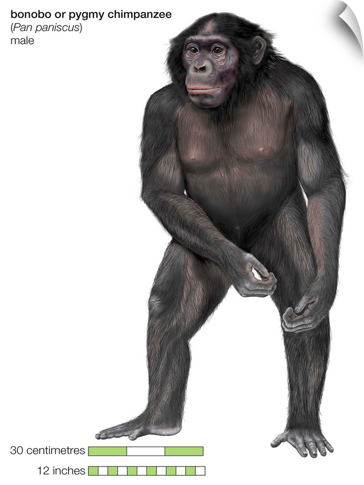 Male Bonobo Or Pygmy Chimpanzee (Pan Paniscus), Ape