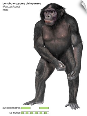 Male Bonobo Or Pygmy Chimpanzee (Pan Paniscus), Ape