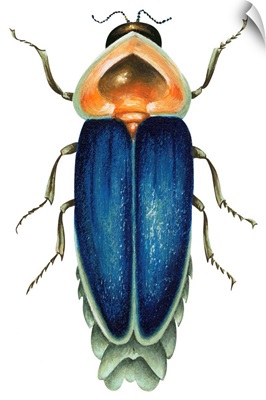 Male Firefly (Lampyridae)