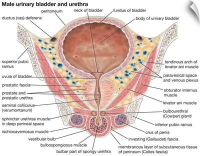 Male urinary bladder and urethra. urinary system