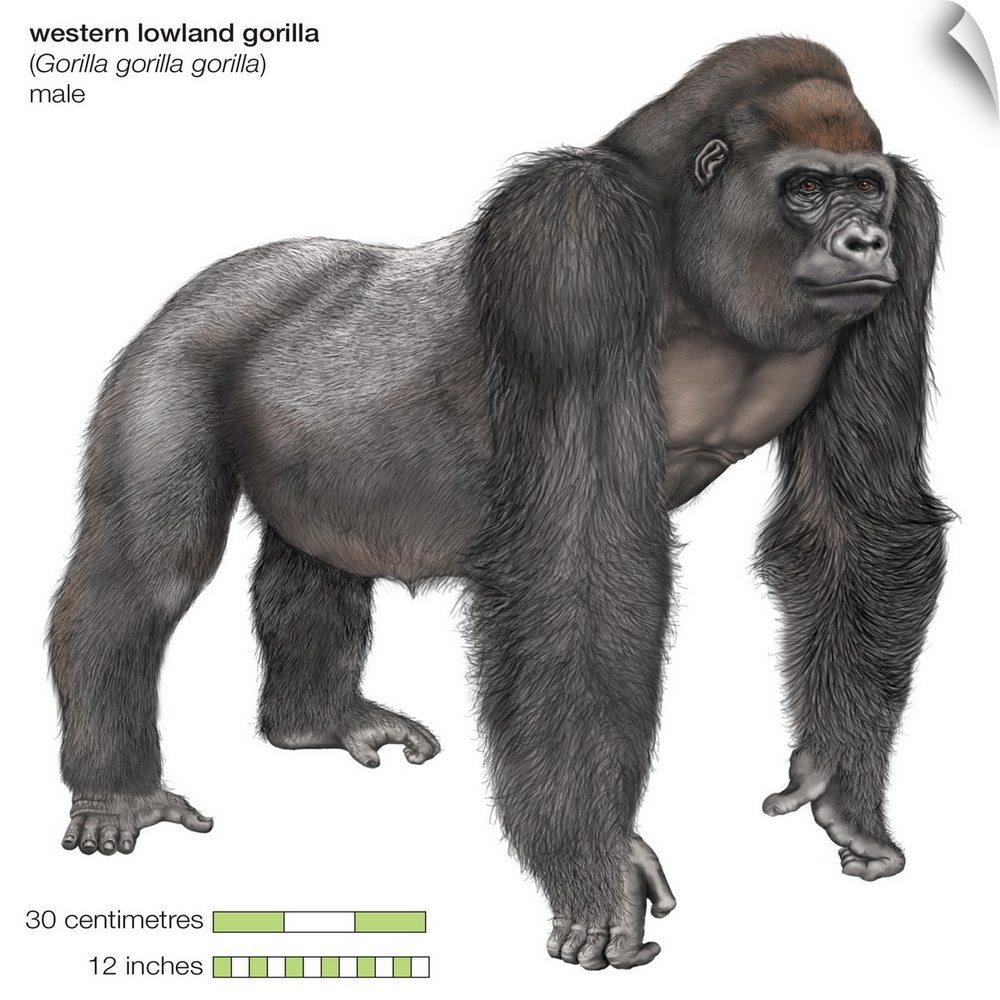 Male Western Lowland Gorilla (Gorilla Gorilla Gorilla), Ape