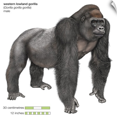 Male Western Lowland Gorilla (Gorilla Gorilla Gorilla), Ape
