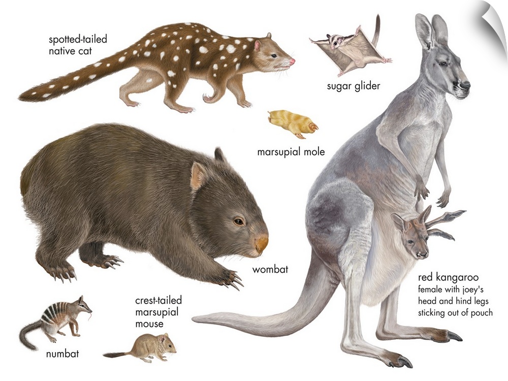 An educational poster from Encyclopaedia Britannica of different marsupials.