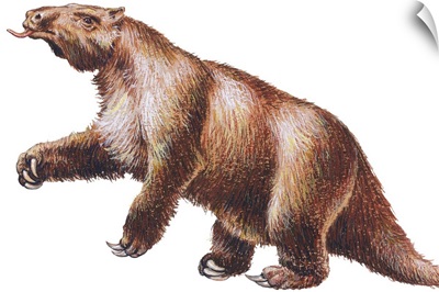 Megatherium, Extinct Ground Sloth