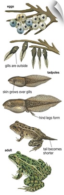 Metamorphosis Of Leopard Frog (Rana Pipiens) Illustration