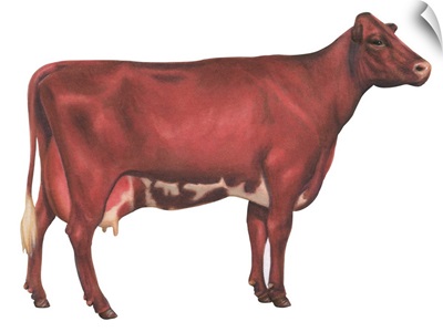 Milking Shorthorn Cow, Dairy Cattle