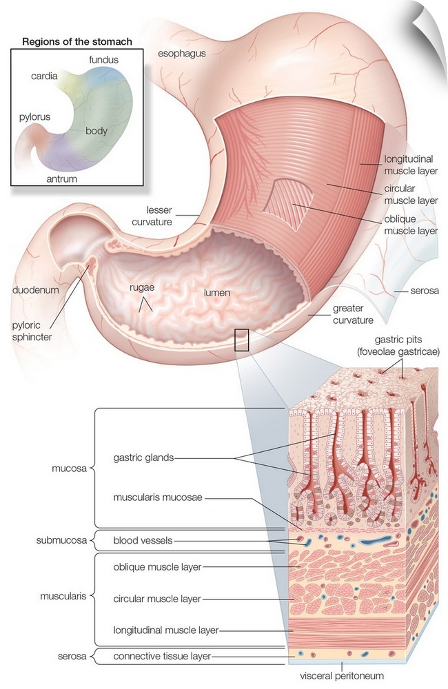 Mucosa and musculature of the stomach