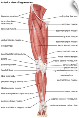 Muscles of the leg - anterior view