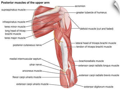 Muscles of upper arm - posterior view