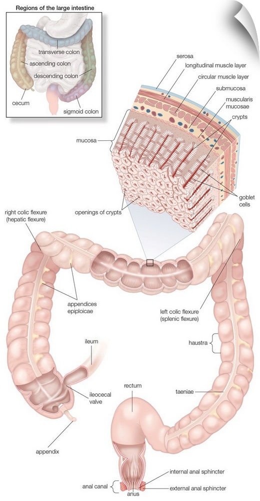Musculature and mucosa of the large intestines