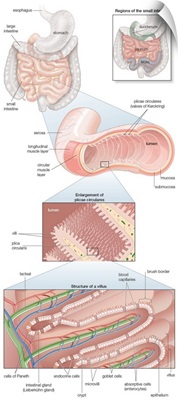 Musculature and mucosa of the small intestines